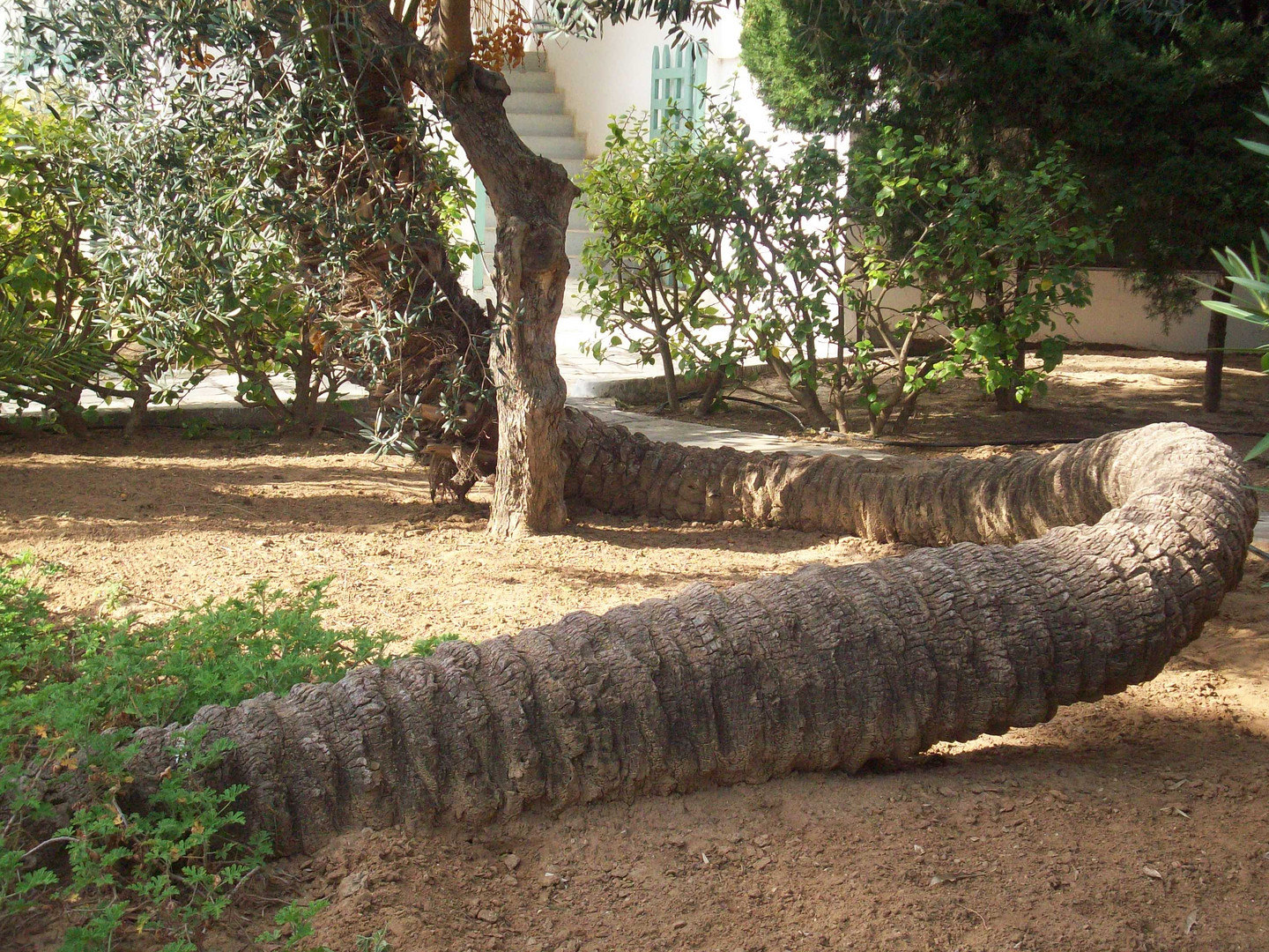 Der Baum mit seiner großen Wurzel