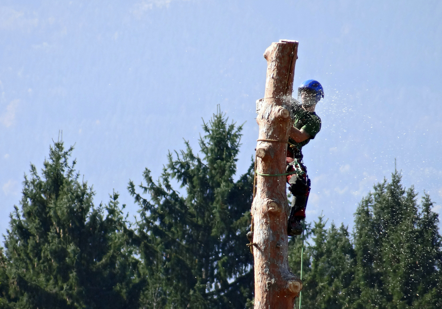 Der Baum muss weg