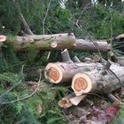 Der Baum nach dem Sturm Kyrill