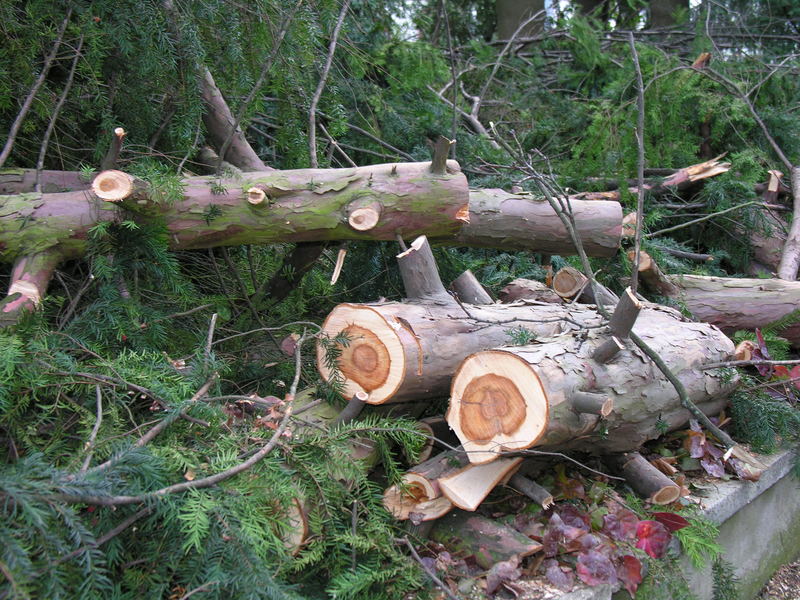 Der Baum nach dem Sturm Kyrill