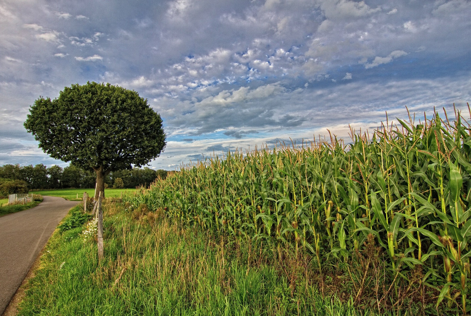 Der Baum neben dem Maisfeld