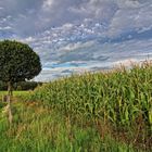 Der Baum neben dem Maisfeld