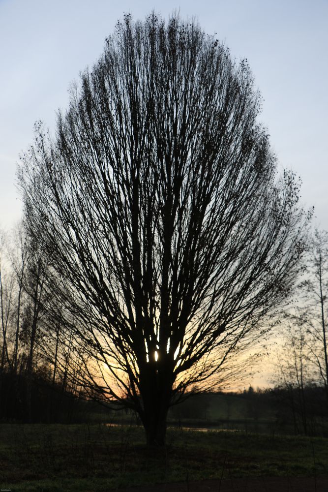 Der Baum ohne Blätter Foto & Bild pflanzen, pilze & flechten, bäume