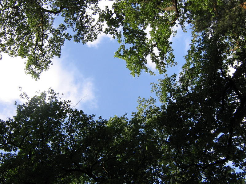 Der Baum scheint in den Himmel zu wachsen!