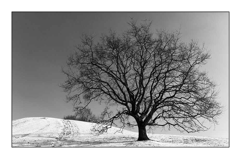 Der Baum sehnt sich nach Frühling