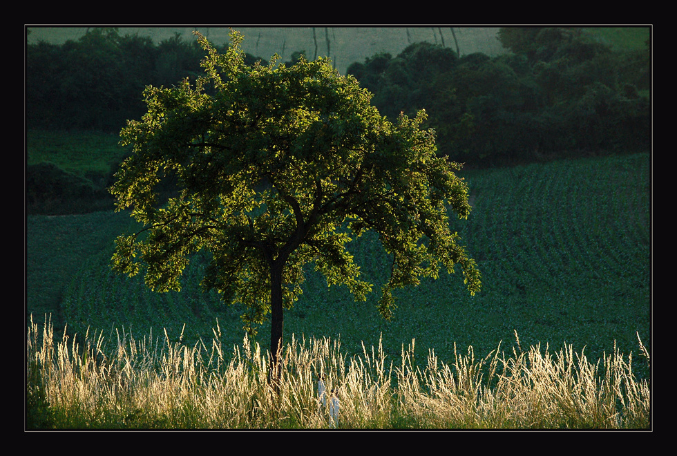 Der Baum ~ Sommerabend