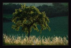 Der Baum ~ Sommerabend