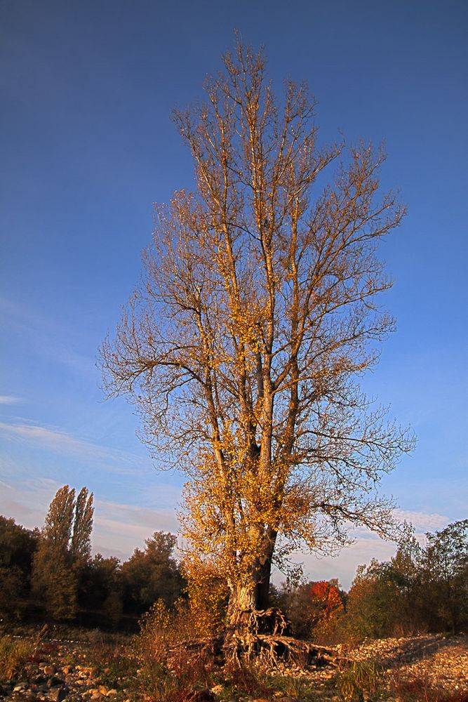 Der Baum steht noch