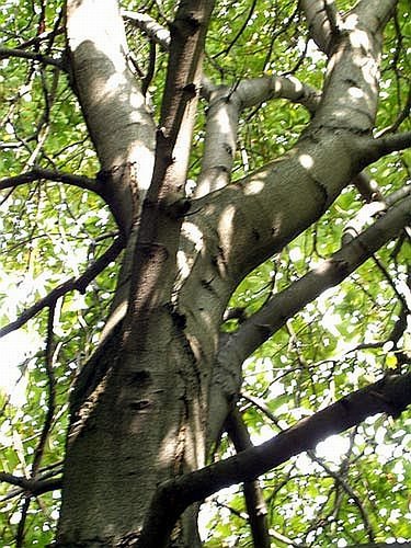 Der Baum steht vor meinem Fenster