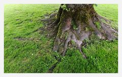 Der Baum stützt sich ab