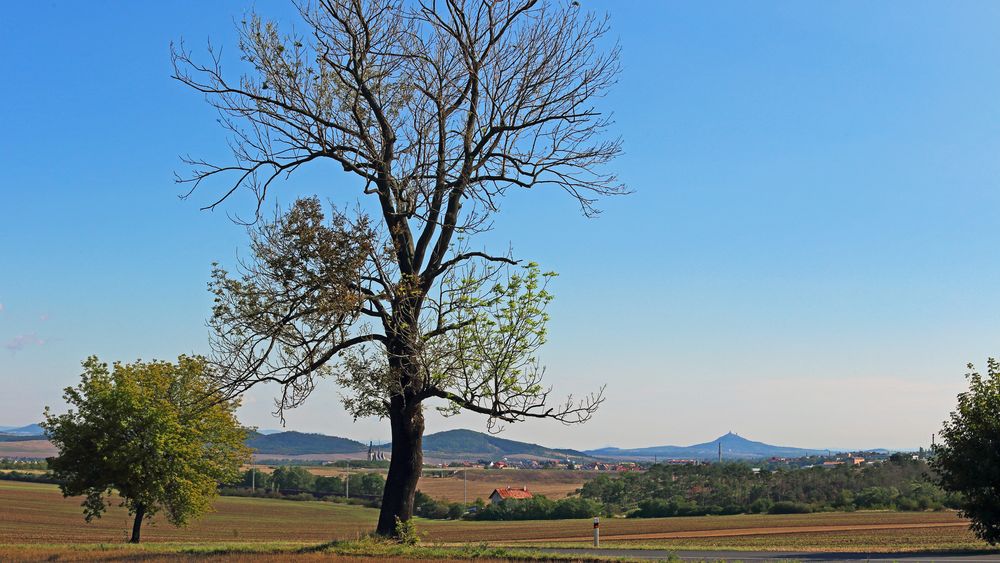 Der Baum südlich vom Böhmischen Mittelgebirge mit der...