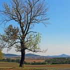 Der Baum südlich vom Böhmischen Mittelgebirge mit der...