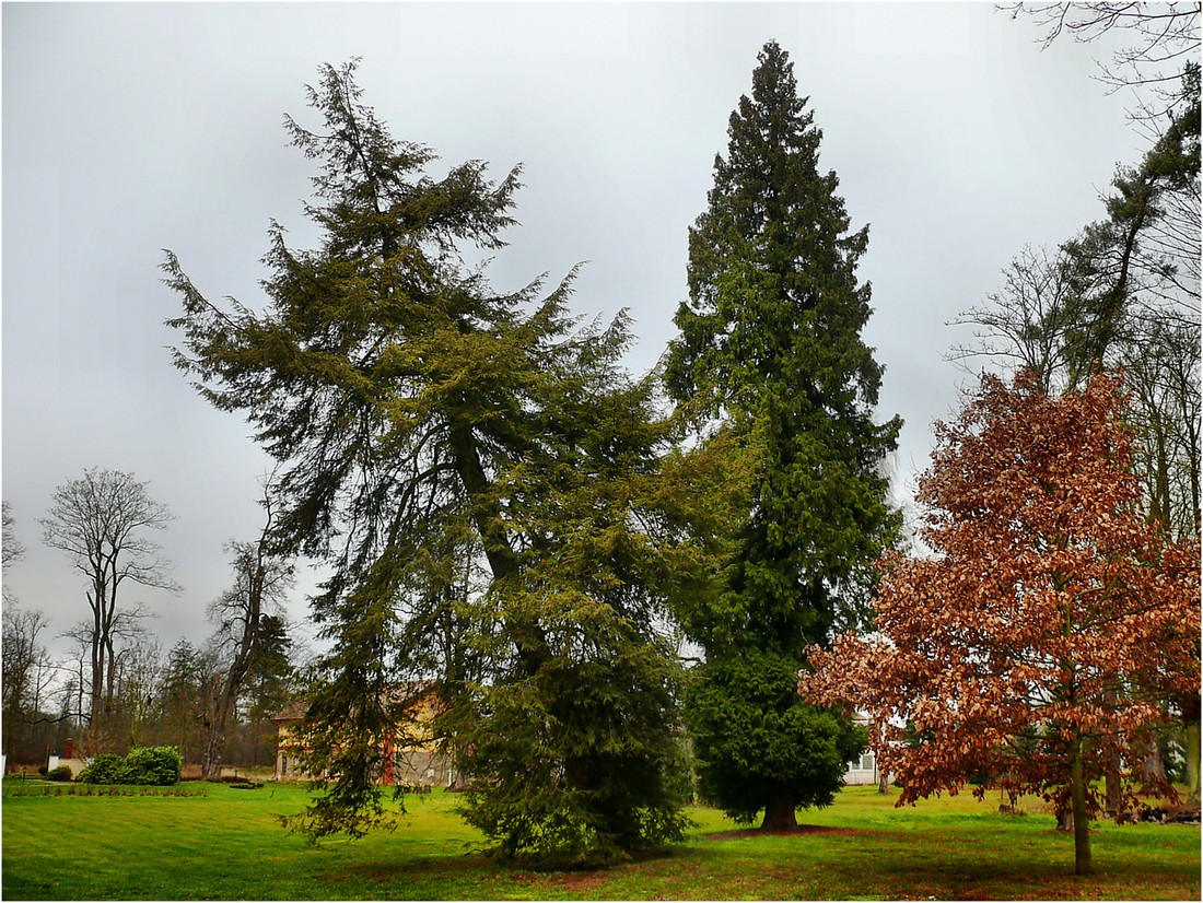 Der Baum-Tänzer