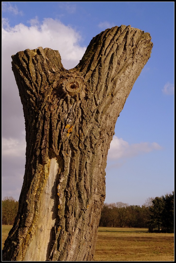 Der Baum (Torso)