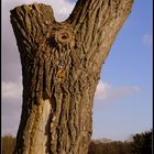 Der Baum (Torso)