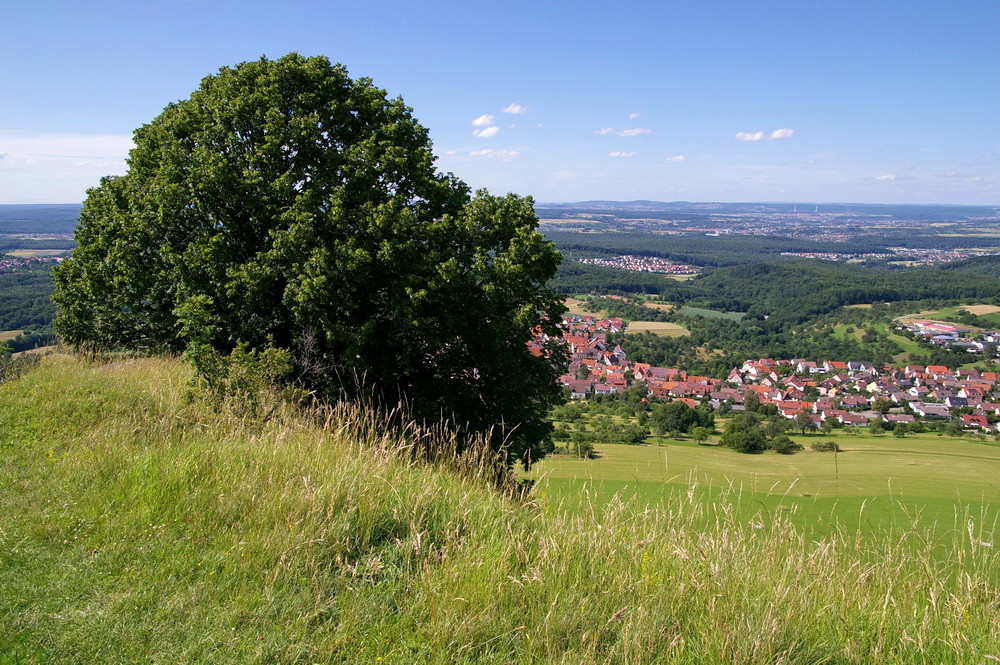 Der Baum über dem Jusi-Steilhang.