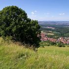 Der Baum über dem Jusi-Steilhang.