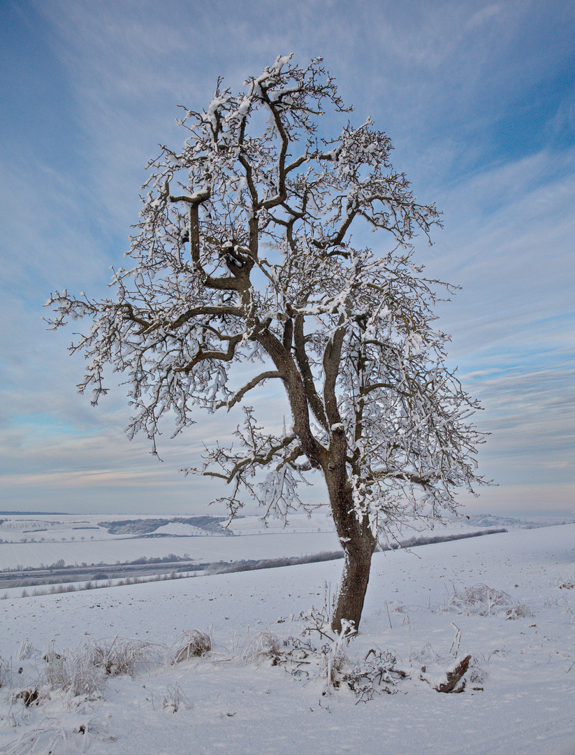 Der Baum über dem Tal