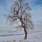 Der Baum über dem Tal