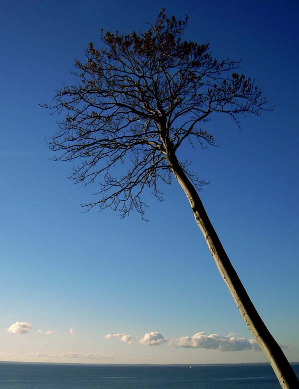 Der Baum über den Wolken