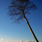 Der Baum über den Wolken