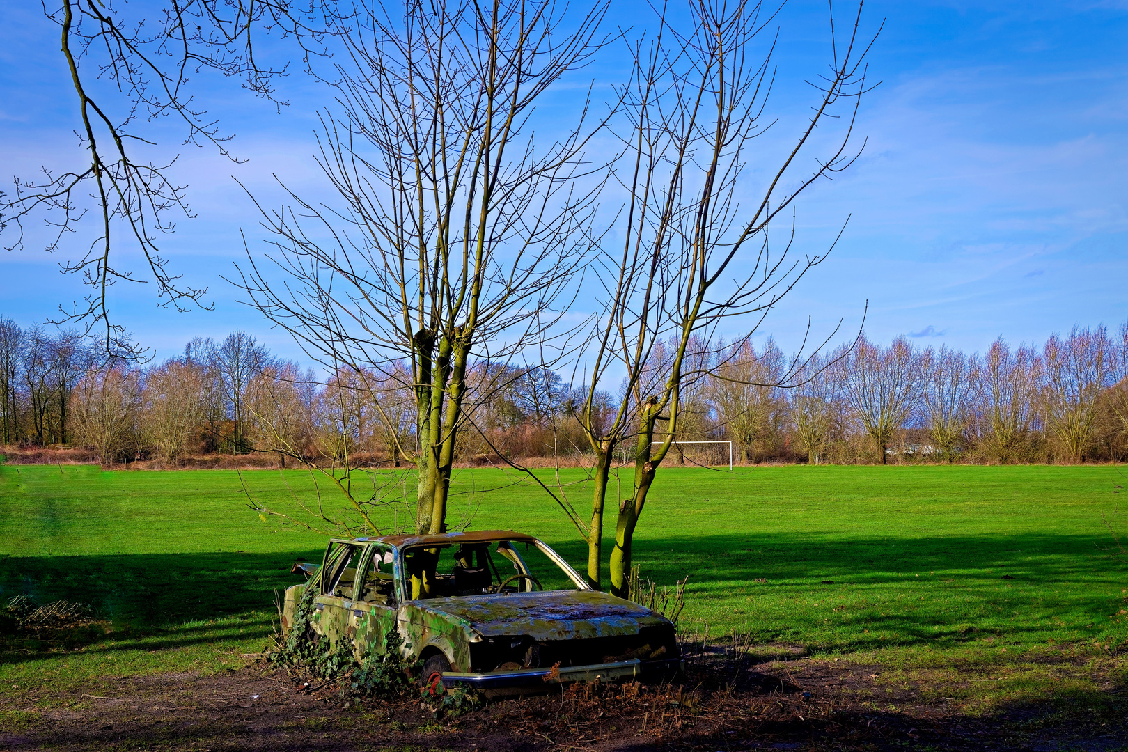 Der Baum und das Auto