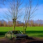 Der Baum und das Auto