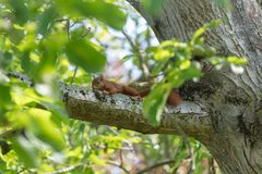 Der Baum und das Eichhörnchen...