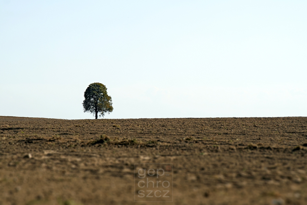 Der Baum und das Feld