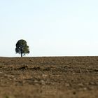 Der Baum und das Feld