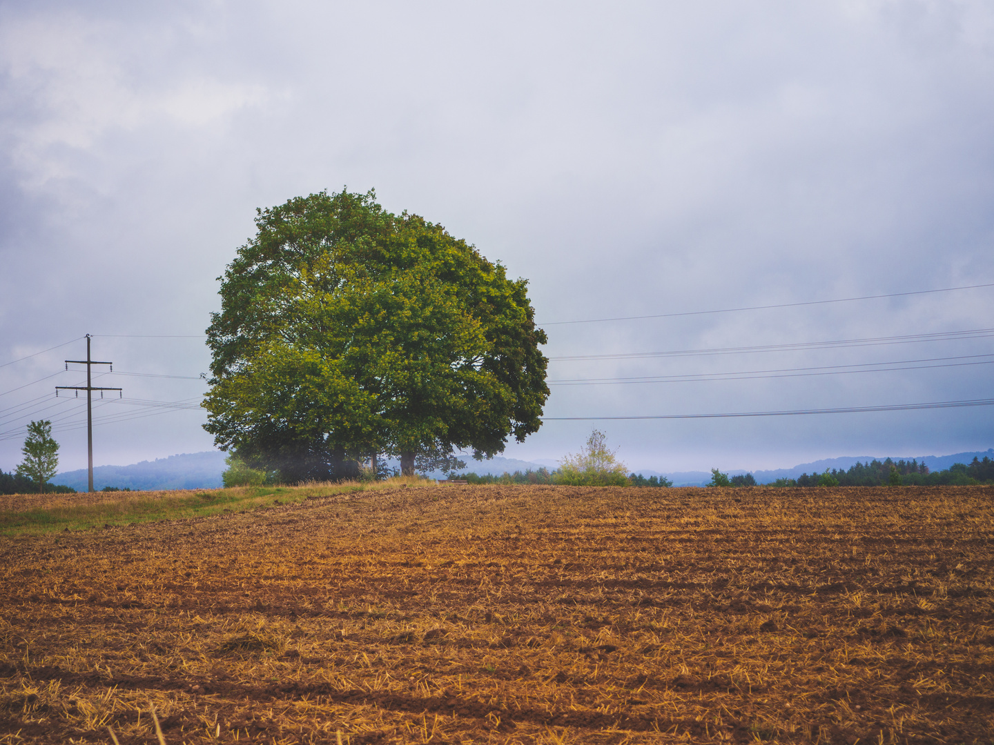 Der Baum und das Feld