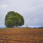 Der Baum und das Feld