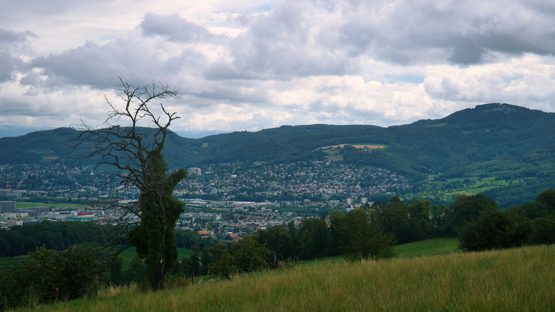 Der Baum und das Goetheanum