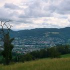 Der Baum und das Goetheanum