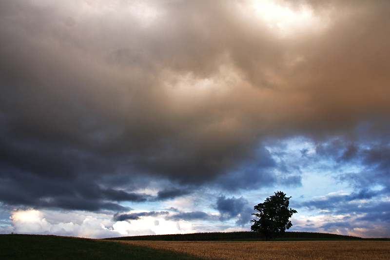 der Baum und das kommende Unwetter