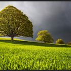 Der Baum - und das Licht