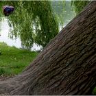 der baum und das mädchen mit dem ballon