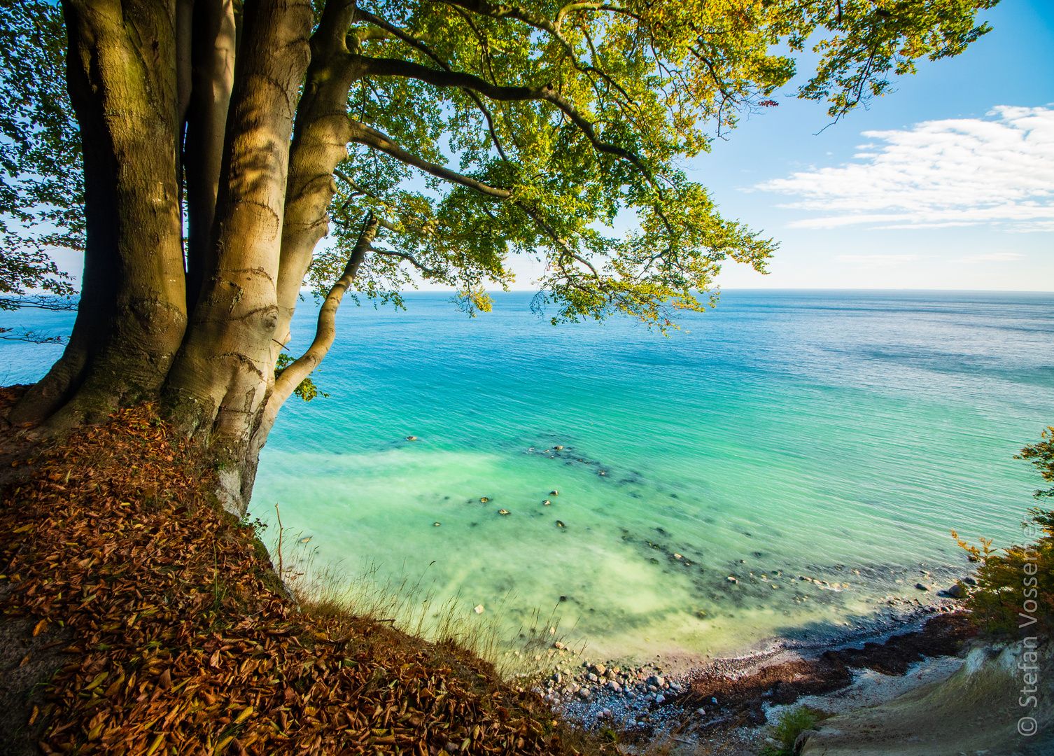 Der Baum und das Meer