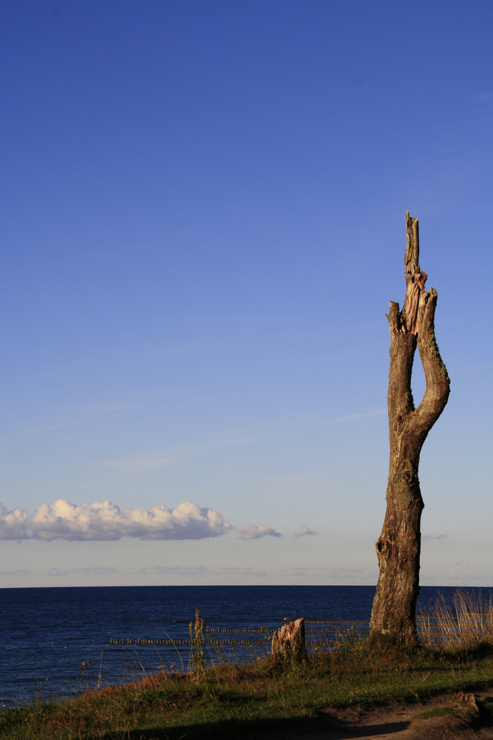 Der Baum und das Meer
