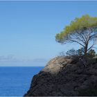 Der Baum und das Meer