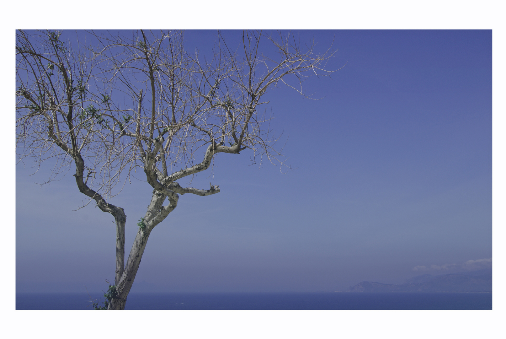 Der Baum und das Meer