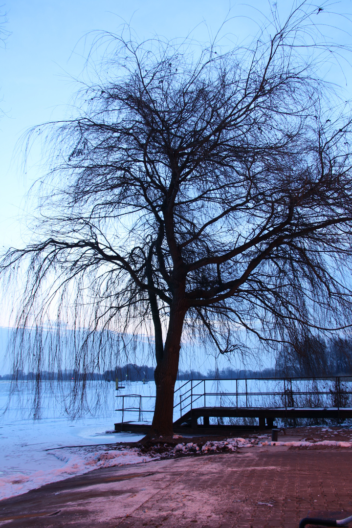 Der Baum und das Wasser am Morgen