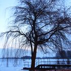 Der Baum und das Wasser am Morgen