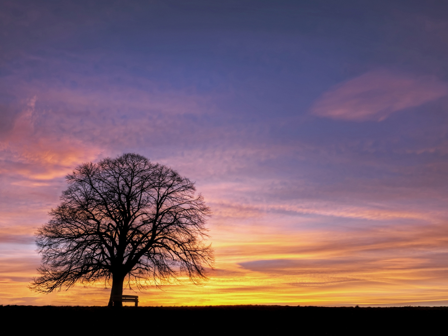 Der Baum und der Abend