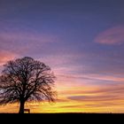 Der Baum und der Abend