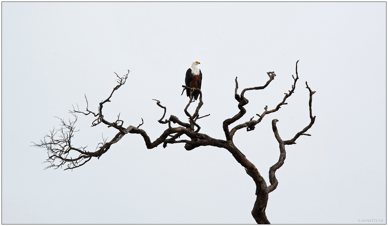 Der Baum und der Adler