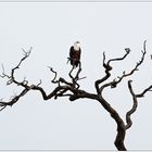 Der Baum und der Adler