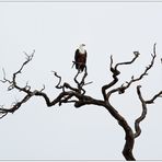 Der Baum und der Adler