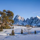 Der Baum und der Berg