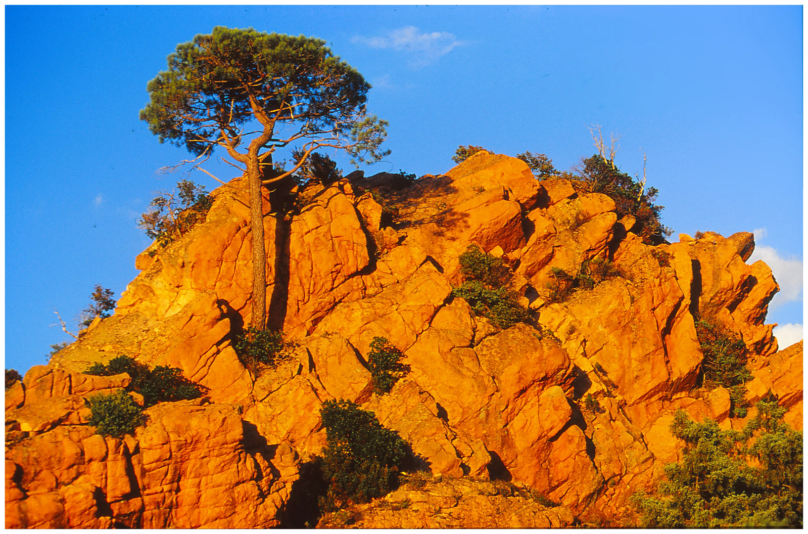 Der Baum und der Fels